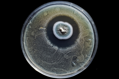 Expérience de Fleming - contamination d'une culture bactérienne